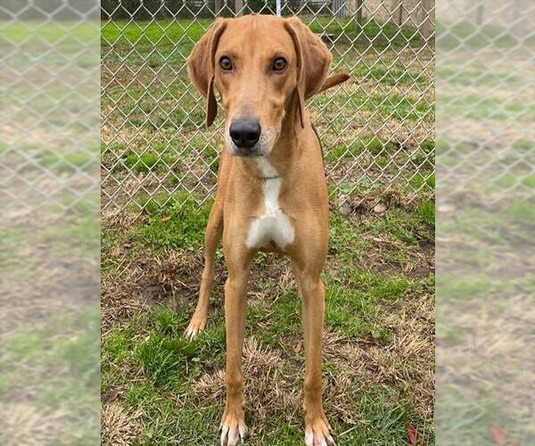 Medium Photo #2 Redbone Coonhound-Unknown Mix Puppy For Sale in Modesto, CA, USA