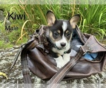 Puppy Kiwi Pembroke Welsh Corgi