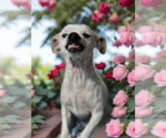 Small #3 Chihuahua