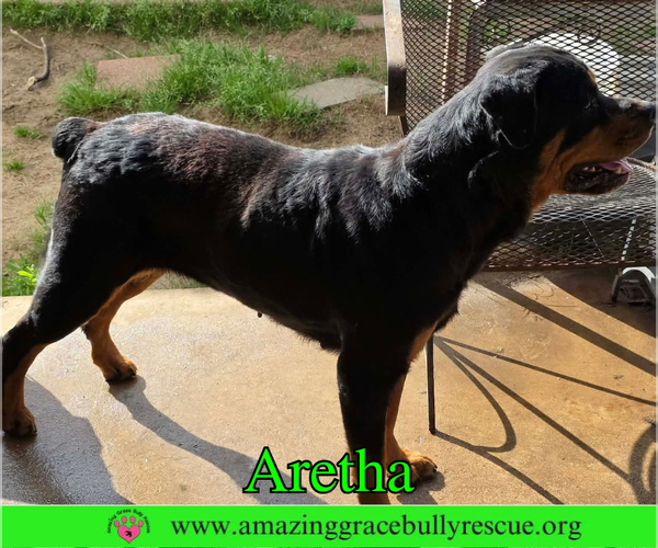 Medium Photo #3 Rottweiler Puppy For Sale in Milton, FL, USA