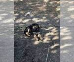 Small Photo #16 German Shepherd Dog Puppy For Sale in EAGLE CREEK, OR, USA