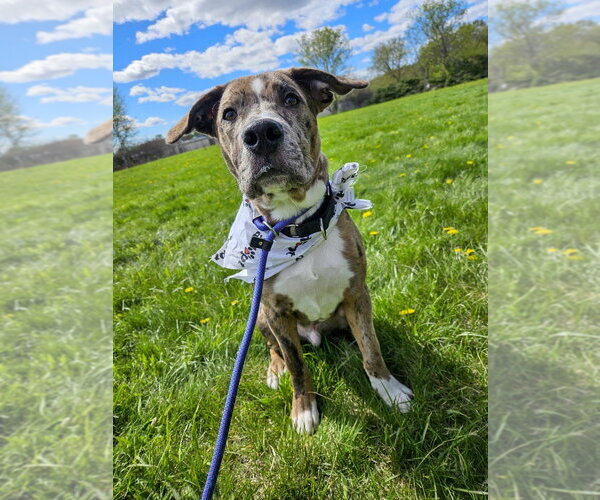 Medium Photo #5 Catahoula Leopard Dog-Unknown Mix Puppy For Sale in Gloversville, NY, USA