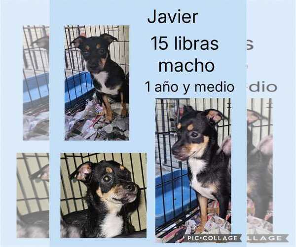 Medium Photo #9 Chiweenie Puppy For Sale in Virginia Beach, VA, USA