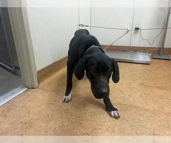 Medium Photo #1 Lab-Pointer Puppy For Sale in Sacramento, CA, USA