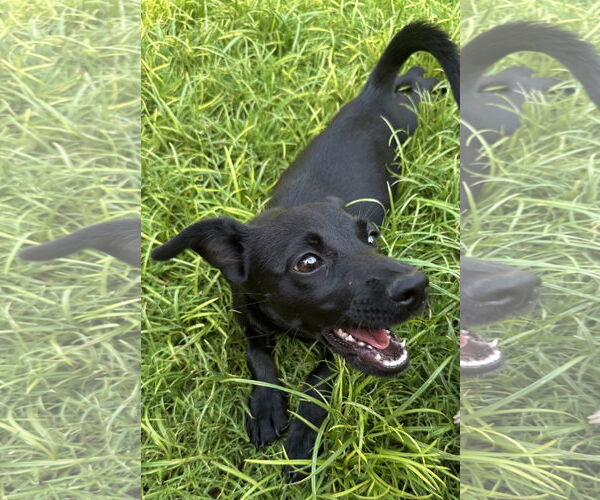 Medium Photo #3 Dachshund-Unknown Mix Puppy For Sale in Phoenix, AZ, USA