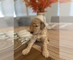 Small Photo #8 Goldendoodle Puppy For Sale in NORTH LAS VEGAS, NV, USA