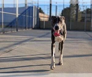 Labmaraner Dogs for adoption in Denver, CO, USA