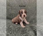Puppy Kyndal Boston Terrier