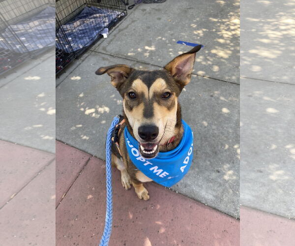 Medium Photo #3 Mutt Puppy For Sale in La Verne, CA, USA
