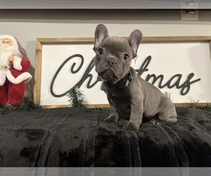 French Bulldog Puppy for sale in BONNEY LAKE, WA, USA
