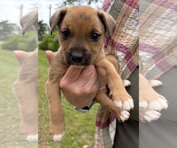 Medium Photo #1 American Pit Bull Terrier-Labrador Retriever Mix Puppy For Sale in Clarkston, MI, USA