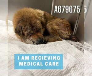 Chow Chow-Unknown Mix Dogs for adoption in San Antonio, TX, USA