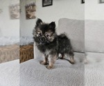 Puppy Sugar bear Pomeranian