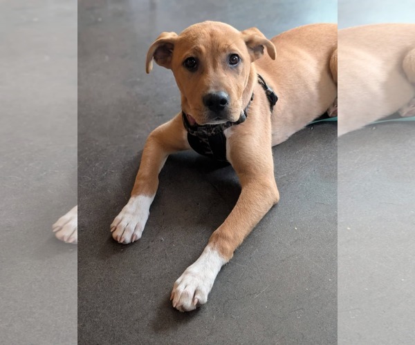 Medium Photo #7 Mutt Puppy For Sale in Holly Springs, NC, USA