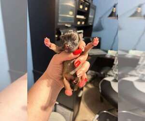French Bulldog-Unknown Mix Dogs for adoption in Oakland Park , FL, USA
