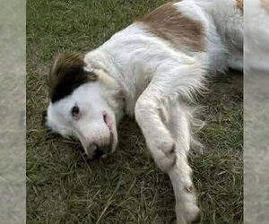 Nelly - Female Colonial Cocker Spaniel-Unknown Mix Dog for Adoption - Photo #6