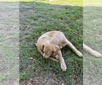 Small #10 Flat Coated Retriever-Golden Retriever Mix