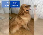 Small #4 Golden Retriever