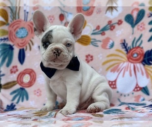 French Bulldog Puppy for sale in LANCASTER, PA, USA