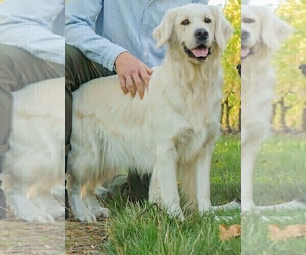 Medium Photo #8 English Cream Golden Retriever Puppy For Sale in NEWBERG, OR, USA