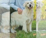 Small Photo #8 English Cream Golden Retriever Puppy For Sale in NEWBERG, OR, USA
