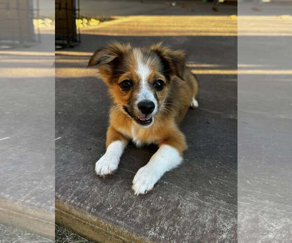 Medium Photo #4 Mutt Puppy For Sale in Greenville, SC, USA