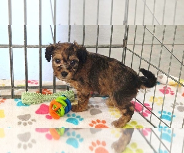 Medium Photo #9 Havapoo Puppy For Sale in ORO VALLEY, AZ, USA