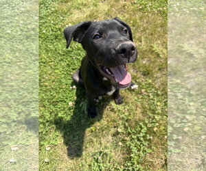 Labrador Retriever-Unknown Mix Dogs for adoption in MIDWAY, UT, USA