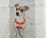 Small #2 Chihuahua