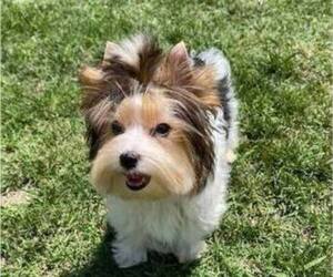 Biewer Terrier Puppy for sale in SAN DIEGO, CA, USA