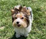 Small Photo #1 Biewer Terrier Puppy For Sale in SAN DIEGO, CA, USA