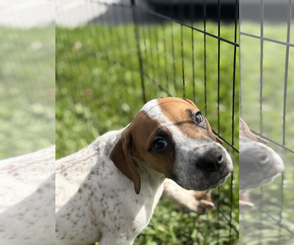 Medium Photo #1 Beagle-Unknown Mix Puppy For Sale in Sanford, FL, USA