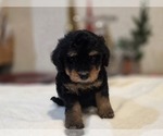 Small #12 Goldendoodle (Miniature)