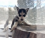 Small Photo #6 Siberian Husky Puppy For Sale in DANBY, VT, USA