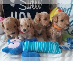 Golden Retriever Puppy for sale in HOLLYWOOD, CA, USA
