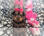 Small Photo #39 Yorkshire Terrier Puppy For Sale in AKRON, OH, USA