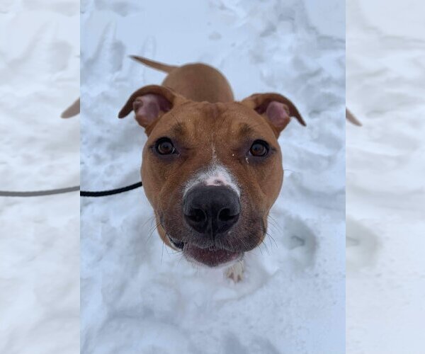 Medium Photo #15 American Pit Bull Terrier-Unknown Mix Puppy For Sale in Lockport, NY, USA