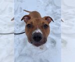 Small Photo #15 American Pit Bull Terrier-Unknown Mix Puppy For Sale in Lockport, NY, USA