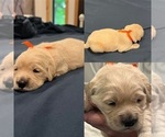 Small Photo #9 Golden Retriever Puppy For Sale in BIG CABIN, OK, USA