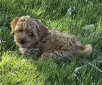Small Photo #4 Cavapoo Puppy For Sale in BATESVILLE, IN, USA