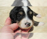 Small #4 Bernedoodle