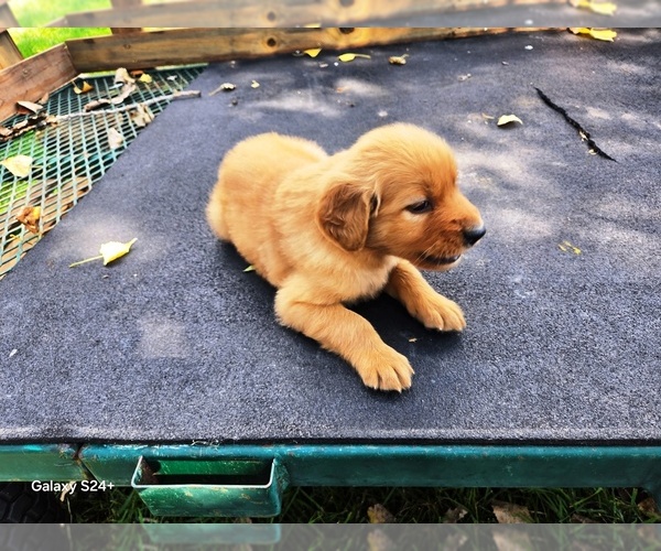 Medium Photo #3 Golden Retriever Puppy For Sale in LEON, KS, USA