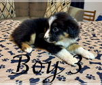 Small #10 Miniature Australian Shepherd