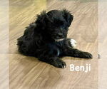 Small #1 Mutt