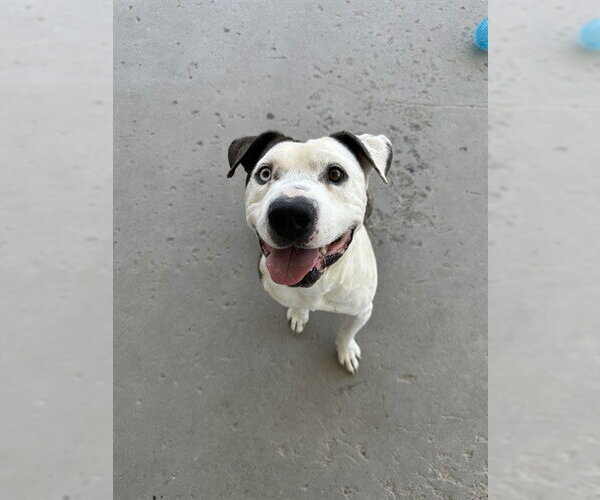 Medium Photo #2 Mutt Puppy For Sale in Bakersfield, CA, USA