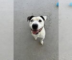 Small #1 Mutt