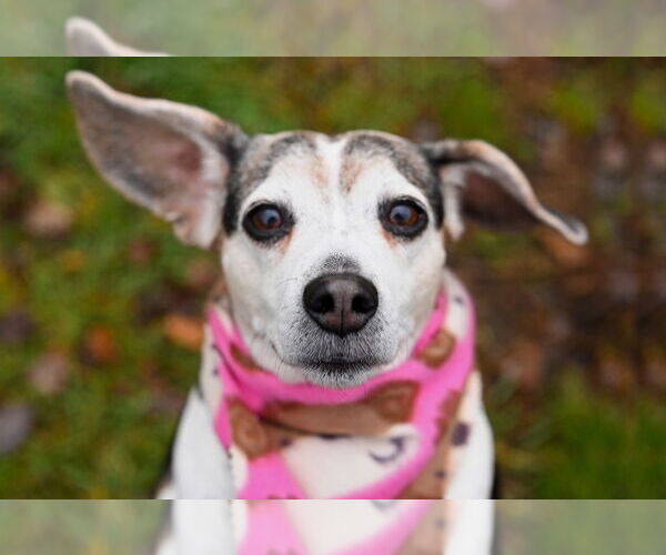 Medium Photo #7 Beagle Puppy For Sale in Gloversville, NY, USA
