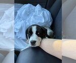 Small Pointer-Saint Bernard Mix