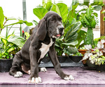 Small #6 Great Dane
