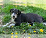 Small #4 Labrador Retriever Mix